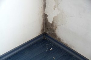 Basement mold and moisture damage in a Louisville KY home